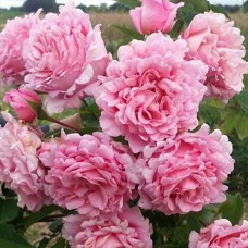 Саджанці троянд Б'єнвеню (привитий) - 2-річний