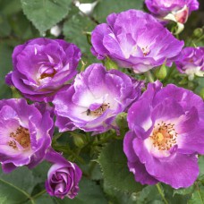 Саджанці троянд Блю Фо Ю (привитий) - 2-річний