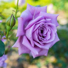 Саджанці троянд Блю Мун (привитий) - 2-річний