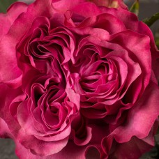 Саджанці троянд Блюз (привитий) - 2-річний