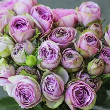 Саджанці троянд Блоссом Бабблз (привитий) - 2-річний