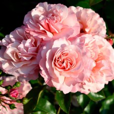 Саджанці троянд Боттічеллі (привитий) - 2-річний