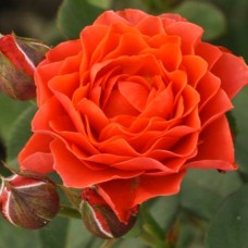 Саджанці троянд Бранд Піксі (привитий) - 2-річний