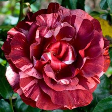 Саджанці троянд Брауні (привитий) - 2-річний