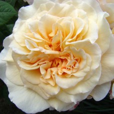 Саджанці троянд Чайковський (привитий) - 2-річний