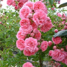 Саджанці троянд Чаплінз Пінк (привитий) - 2-річний