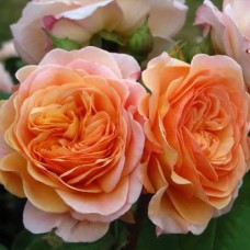 Саджанці троянд Чарльз Остін (привитий) - 2-річний