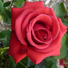 Саджанці троянд Черрі Аваланж (привитий) - 2-річний