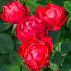 Саджанці троянд Черрі Боніка (привитий) - 2-річний