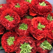 Саджанці троянд Червоне Око (привитий) - 2-річний