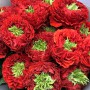 Саджанці троянд Червоне Око (привитий) - 2-річний