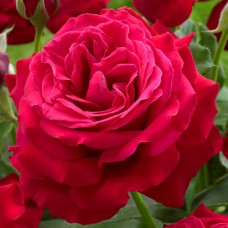 Саджанці троянд Дам Де Кер (привитий) - 2-річний