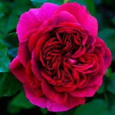 Саджанці троянд Дарк (привитий) - 2-річний