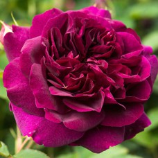 Саджанці троянд Дарсі Бассел (привитий) - 2-річний