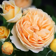 Саджанці троянд Дені Хан (привитий) - 2-річний