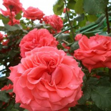 Саджанці троянд Ді Ді Бріджуотер (привитий) - 2-річний