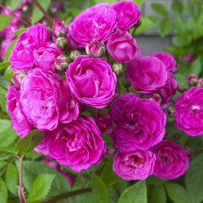 Саджанці троянд Дінкі (привитий) - 2-річний