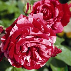 Саджанці троянд Діп Імпрешн (привитий) - 2-річний