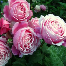 Саджанці троянд Дітер Мюллер (привитий) - 2-річний