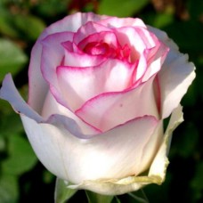 Саджанці троянд Дольче Віта (привитий) - 2-річний