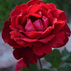 Саджанці троянд Дон Жуан (привитий) - 2-річний