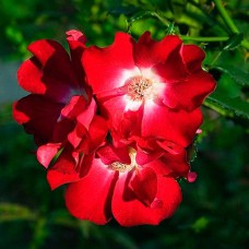 Саджанці троянд Дортмунд (привитий) - 2-річний