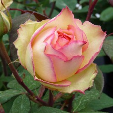 Саджанці троянд Джаліта (привитий) - 2-річний