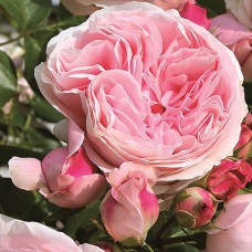 Саджанці троянд Джардіна (привитий) - 2-річний