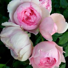 Саджанці троянд Джефф Гамільтон (привитий) - 2-річний