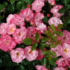 Саджанці троянд Джекіс Фаворит (привитий) - 2-річний