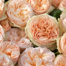 Саджанці троянд Джентл Трендсеттер (привитий) - 2-річний