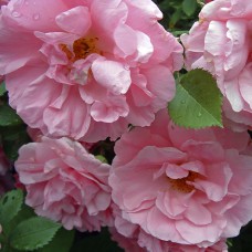 Саджанці троянд Джон Девіс (привитий) - 2-річний