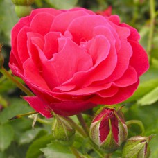 Саджанці троянд Джордж Ванкувер (привитий) - 2-річний