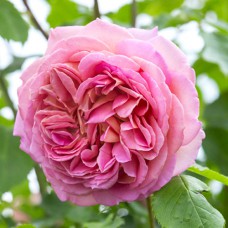 Саджанці троянд Джубілі Селебрейшн (привитий) - 2-річний