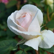 Саджанці троянд Джулія Ренесанс (привитий)