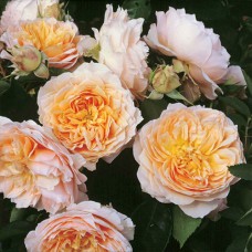 Саджанці троянд Джинджер Сіллабаб (привитий) - 2-річний