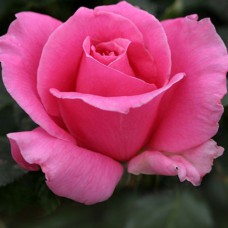 Саджанці троянд Ейфелева Вежа (привитий) - 2-річний