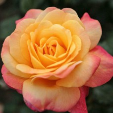 Саджанці троянд Екзотика (привитий) - 2-річний