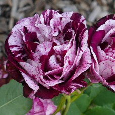 Саджанці троянд Елоджиан (привитий) - 2-річний