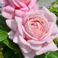 Саджанці троянд Емейзер Грейз (привитий) - 2-річний