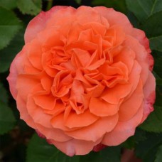 Саджанці троянд Емільєн Гійо (привитий) - 2-річний