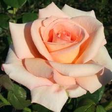 Саджанці троянд Еммі (привитий) - 2-річний