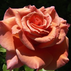 Саджанці троянд Ен Хендерсон (привитий) - 2-річний