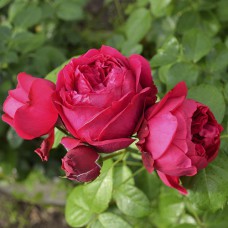 Саджанці троянд Ерік Таберлі (привитий) - 2-річний