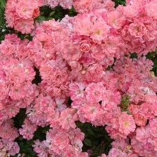 Саджанці троянд Ферді (привитий) - 2-річний