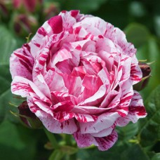 Саджанці троянд Фердинанд Пічард (привитий) - 2-річний