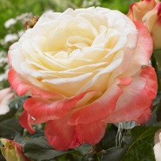 Саджанці троянд Фіджі (привитий) - 2-річний