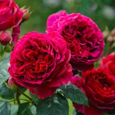 Саджанці троянд Фішерман Френд (привитий) - 2-річний