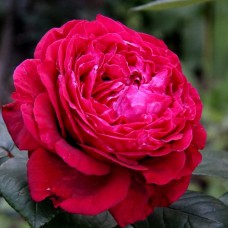 Саджанці троянд флорибунда 4-х Вітрів (привитий)