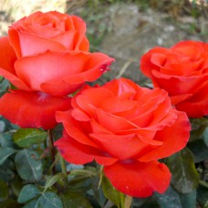 Саджанці троянд флорибунда Анжеліка (привитий)